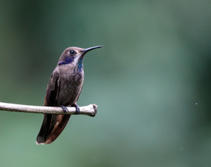 Brown Violetear Hummingbird, ASA Wright Nature Center
